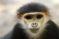 Douc Langur monkey Royalty Free Stock Photo