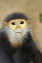 Douc Langur monkey Royalty Free Stock Photo