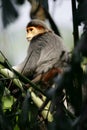 Douc Langur Monkey Royalty Free Stock Photo