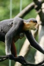 Douc Langur Monkey Royalty Free Stock Photo