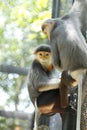 Douc Langur monkey close-up Royalty Free Stock Photo