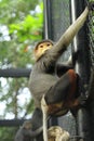 Douc Langur monkey close-up Royalty Free Stock Photo