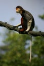 Douc Langur Monkeys