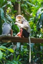 Douc Langur