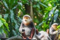 Douc Langur