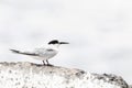 Dougalls Stern, Roseate Tern, Sterna dougallii Royalty Free Stock Photo