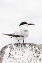 Dougalls Stern, Roseate Tern, Sterna dougallii Royalty Free Stock Photo