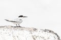 Dougalls Stern, Roseate Tern, Sterna dougallii Royalty Free Stock Photo