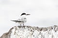 Dougalls Stern, Roseate Tern, Sterna dougallii Royalty Free Stock Photo