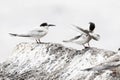 Dougalls Stern, Roseate Tern, Sterna dougallii Royalty Free Stock Photo