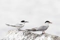 Dougalls Stern, Roseate Tern, Sterna dougallii Royalty Free Stock Photo