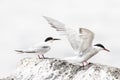 Dougalls Stern, Roseate Tern, Sterna dougallii Royalty Free Stock Photo