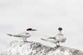 Dougalls Stern, Roseate Tern, Sterna dougallii Royalty Free Stock Photo