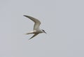 Dougalls Stern, Roseate Tern, Sterna dougallii Royalty Free Stock Photo