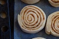 Dough buns cinnabon close up lie on baking sheet are ready for baking on row baking paper on blue background, side view Royalty Free Stock Photo