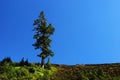 Douglas fir Royalty Free Stock Photo