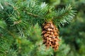 Douglas fir cones Royalty Free Stock Photo