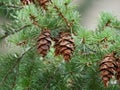 Douglas Fir cones Pseudotsuga menziesii