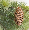 Douglas fir evergreen cone on branch of tree Royalty Free Stock Photo