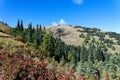 Douglas Fir forests on the Hurricane Hill Trail Royalty Free Stock Photo