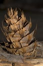 Douglas fir pine cone in the foreground Royalty Free Stock Photo