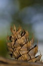 Douglas fir pine cone in the foreground Royalty Free Stock Photo