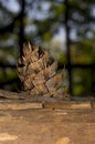 Douglas fir pine cone in the foreground Royalty Free Stock Photo