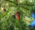 Douglas Fir Or Pseudotsuga Menziesii Royalty Free Stock Photo