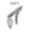 Douglas-fir Pseudotsuga menziesii , state tree of Oregon Royalty Free Stock Photo