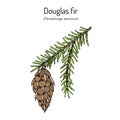 Douglas-fir Pseudotsuga menziesii , state tree of Oregon Royalty Free Stock Photo