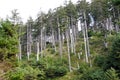 Douglas fir ( Pseudotsuga menziesii ) Royalty Free Stock Photo