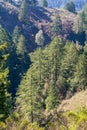 Douglas Fir Pseudotsuga menziesii trees on the hills of San Francisco bay peninsula, California Royalty Free Stock Photo