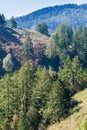 Douglas Fir Pseudotsuga menziesii trees on the hills of San Francisco bay peninsula, California Royalty Free Stock Photo