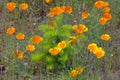 Douglas Fir Seedling & Poppies Royalty Free Stock Photo