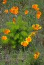 Douglas Fir Seedling & Poppies Royalty Free Stock Photo