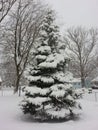 Douglas fir with snow covered branches Royalty Free Stock Photo