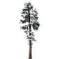 Douglas Fir snow covered Tree front view isolated on white background Royalty Free Stock Photo