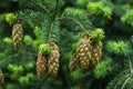 Douglas fir tree branch with cones Royalty Free Stock Photo