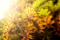 Douglas fir tree branch with cones on autumn. Closeup Royalty Free Stock Photo