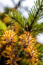 Douglas fir tree branch with cones on autumn. Closeup. Royalty Free Stock Photo