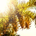 Douglas fir tree branch with cones on autumn. Closeup Royalty Free Stock Photo