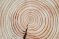 Douglas fir tree cross-section with crack and clearly visible annual growth rings arranged concentrically Royalty Free Stock Photo