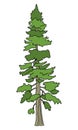 Douglas Fir Tree illustration vector Royalty Free Stock Photo