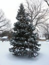 Douglas fir tree with snow on branches Royalty Free Stock Photo