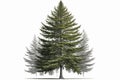 Douglas Fir Tree On A White Background. Generative AI Royalty Free Stock Photo