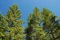 Douglas Firs Royalty Free Stock Photo