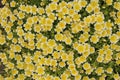 `Douglas` Meadowfoam` flowers - Limnanthes Douglasii
