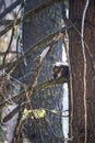 Douglas Squirrel or Chickaree eating Pine Cone in Forest