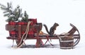 Douglas Squirrel on Christmas Sleigh 2 Royalty Free Stock Photo