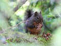 Douglas Squirrel with a Fir Cone